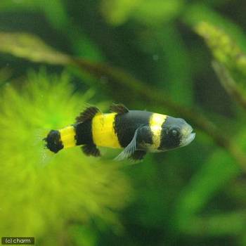 黄色と黒のシマシマ模様 チャーム熱帯魚 エビブログ