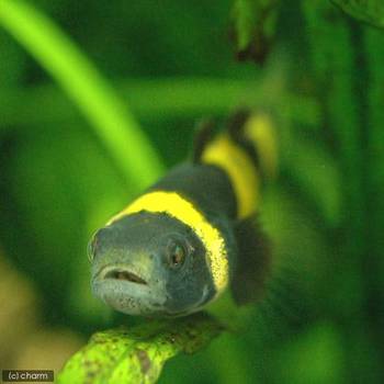 黄色と黒のシマシマ模様 チャーム熱帯魚 エビブログ
