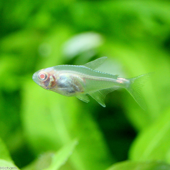 アルビノでました チャーム熱帯魚 エビブログ