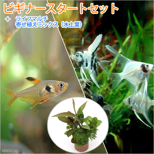 初めてでも。: チャーム熱帯魚＆エビブログ