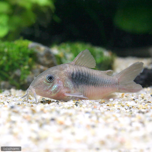 赤コリ チャーム熱帯魚 エビブログ