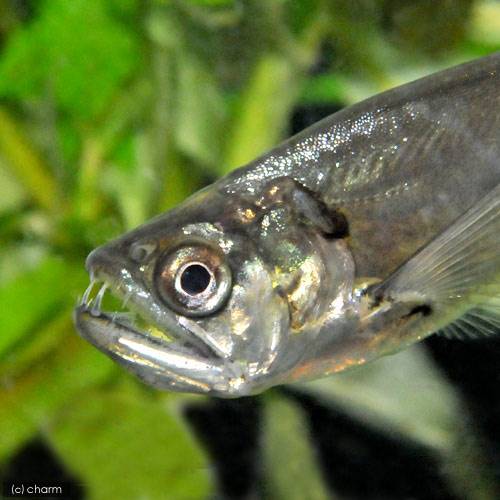 牙を持つ肉食魚達 チャーム熱帯魚 エビブログ