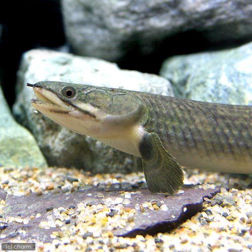 古代魚 ポリプテルス チャーム熱帯魚 エビブログ