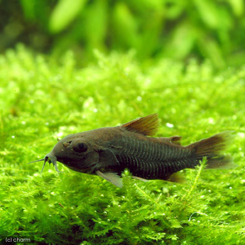 コリドラスセール チャーム熱帯魚 エビブログ