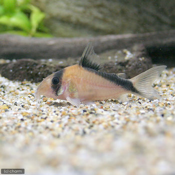 魚のお話 177 チャーム熱帯魚 エビブログ
