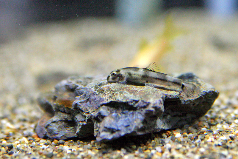 カッコイイとカワイイ チャーム熱帯魚 エビブログ カッコイイとカワイイ チャーム熱帯魚 エビブログ